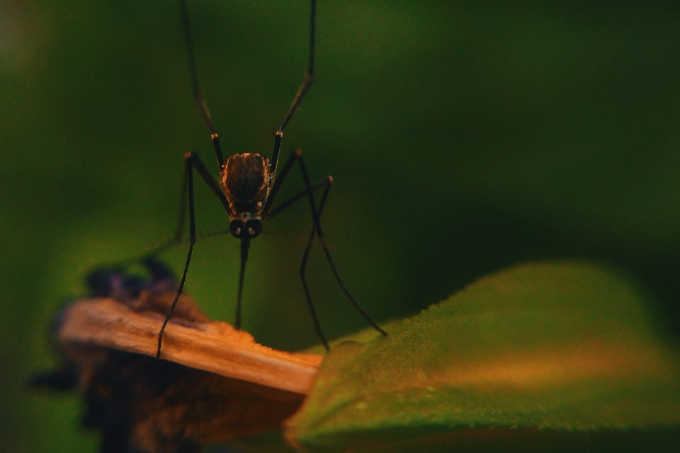 Mosquito Repellent Plants For Your Garden and Skin