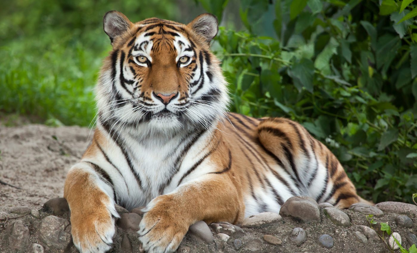 UN report: 1 million species are being pushed toward extinction