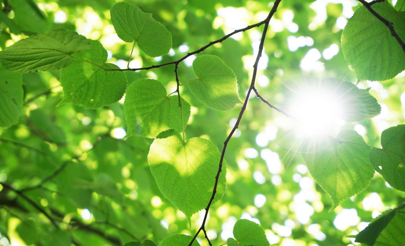 Plants have been working overtime to mitigate climate change