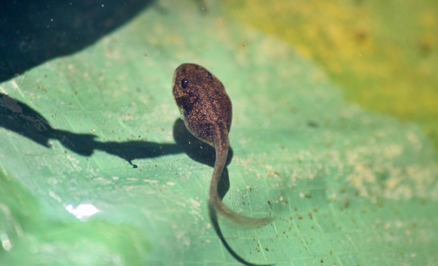 Tadpoles can regenerate their tails thanks to a newly discovered type of cell