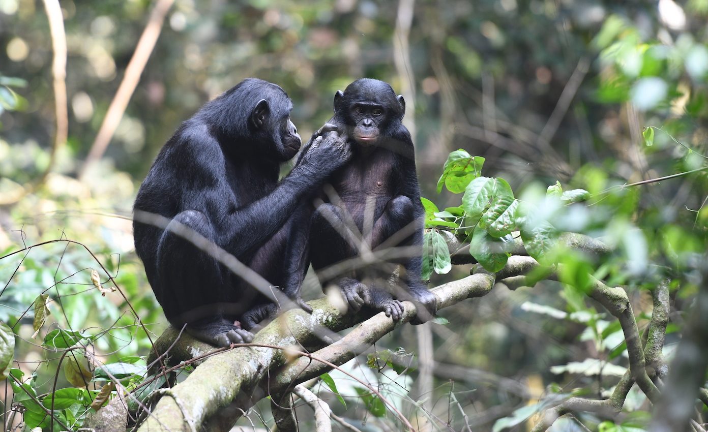 Bonobo mothers get proactive in helping their sons find mates