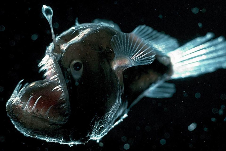 What Is an Anglerfish?