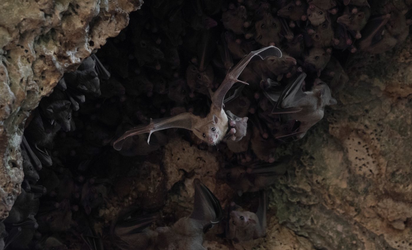 Captive female fruit bats found to trade sex for food