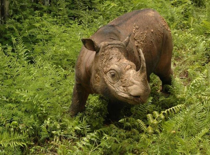 The last male Sumatran rhino in Malaysia has died