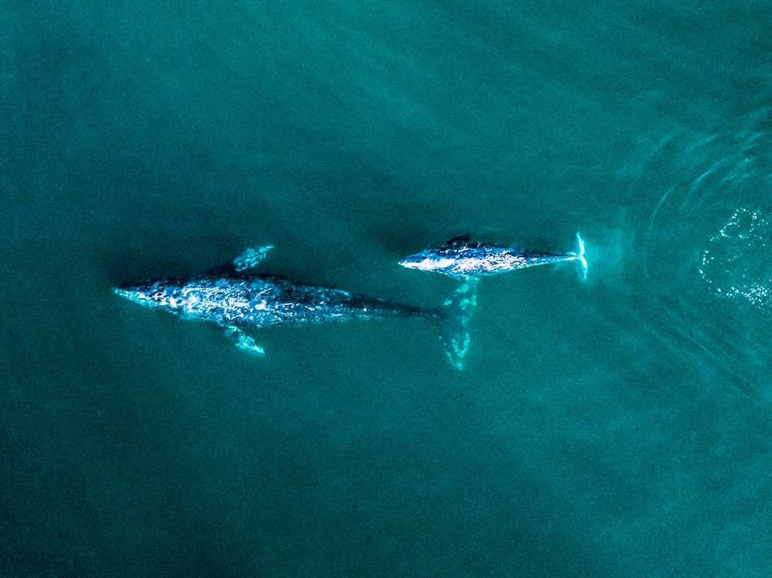 Gray whales may be starving to death during their annual migration