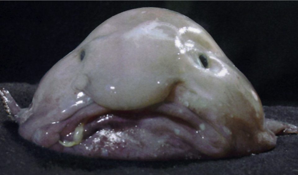 What Is a Blobfish? The Lovably Ugly Fish