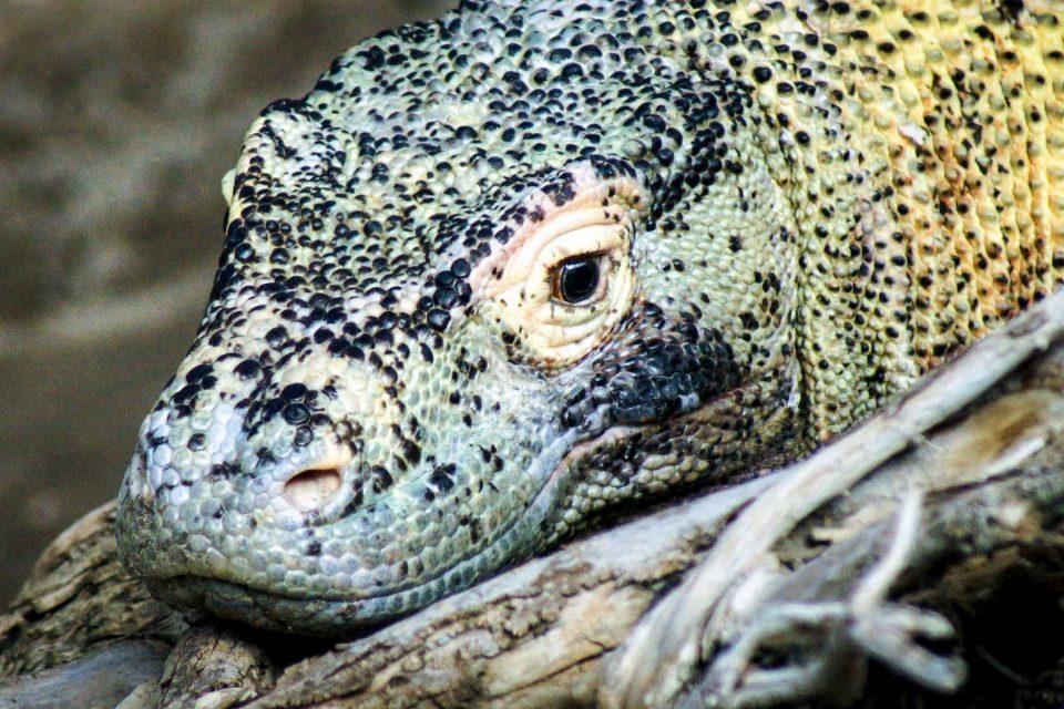 How Big Do Komodo Dragons Get?