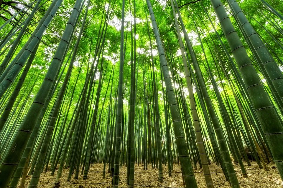 Top 5 Uses For Bamboo Plants