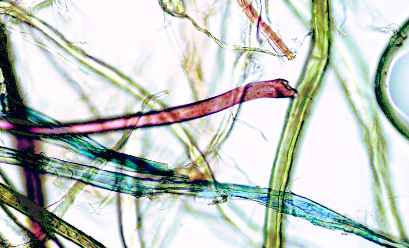 The average American consumes 70,000 plastic particles per year