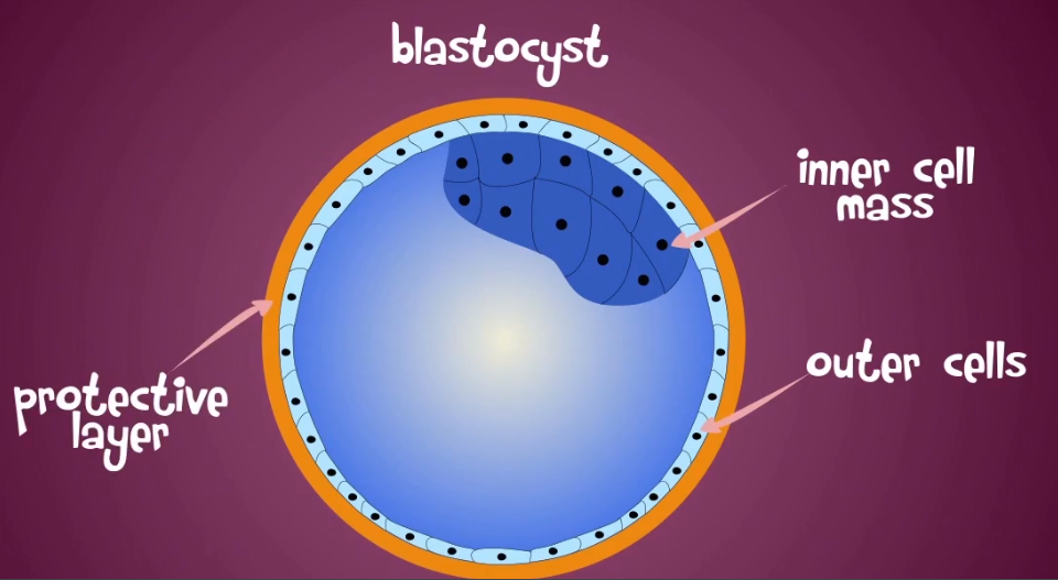 What Are Stem Cells?