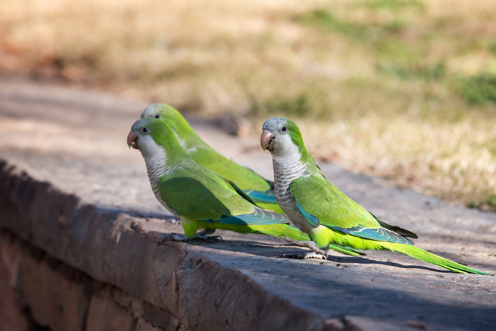 Escaped parrots make new homes in 23 U.S. states