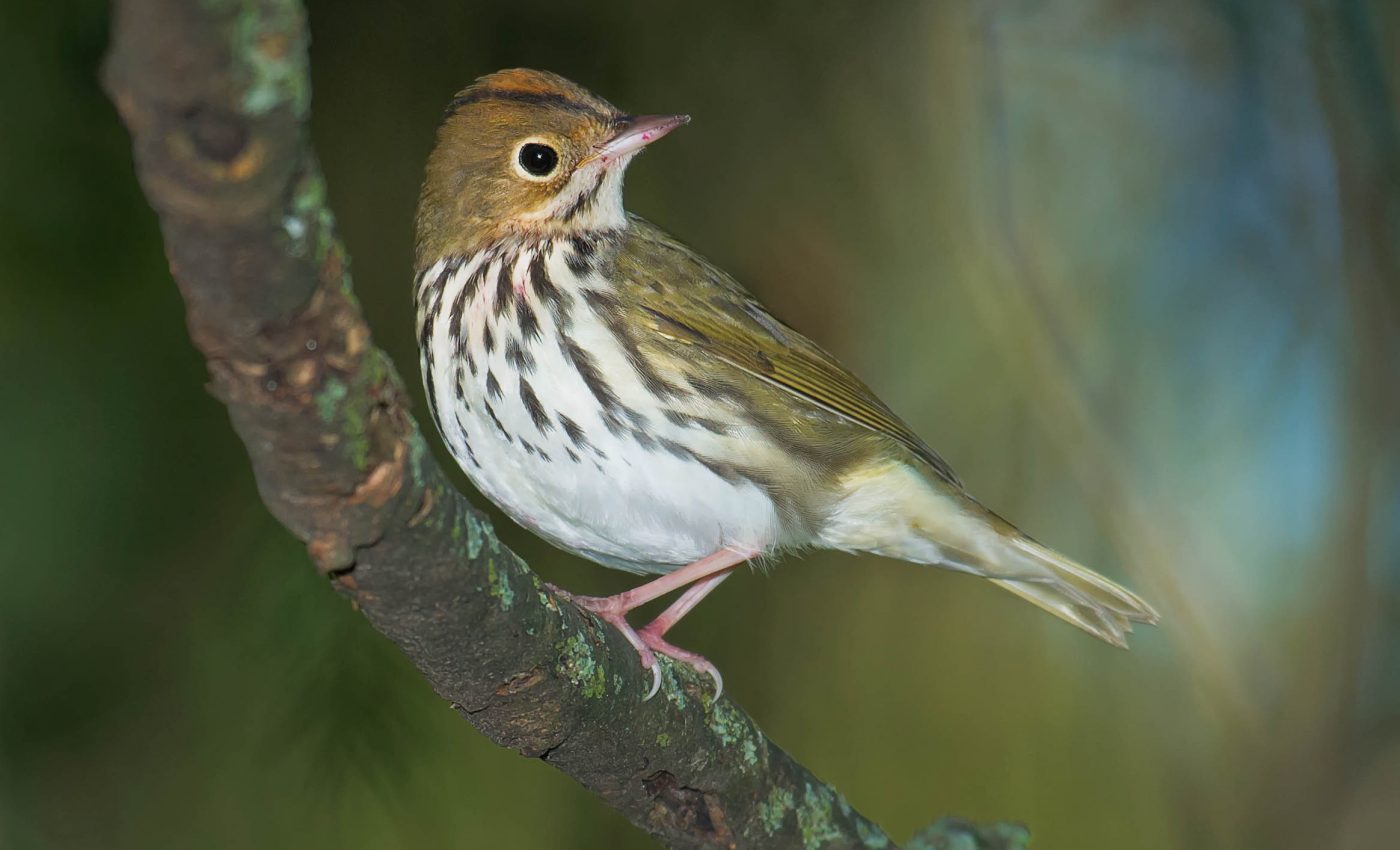 Fracking infrastructure is helpful to some songbirds, but harmful to others