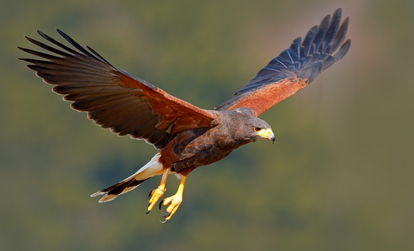 The hunting methods used by hawks could help design new drones