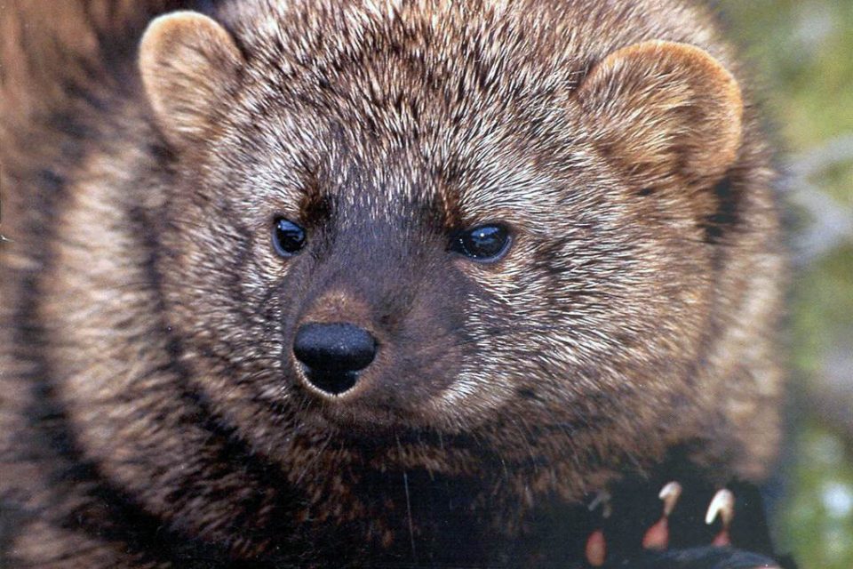 What Is a Fisher Cat?