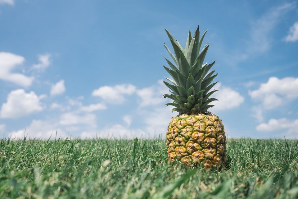 How Do Pineapples Grow?