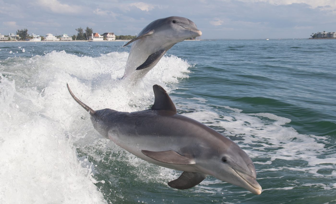 Nearly 300 dolphins dead after being stranded along the Gulf of Mexico