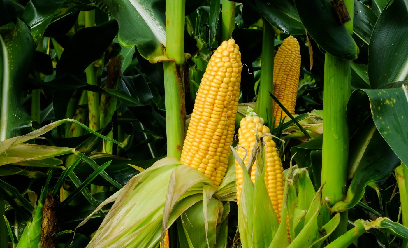 Midwestern farmers may soon have to rely more on irrigation than rainfall