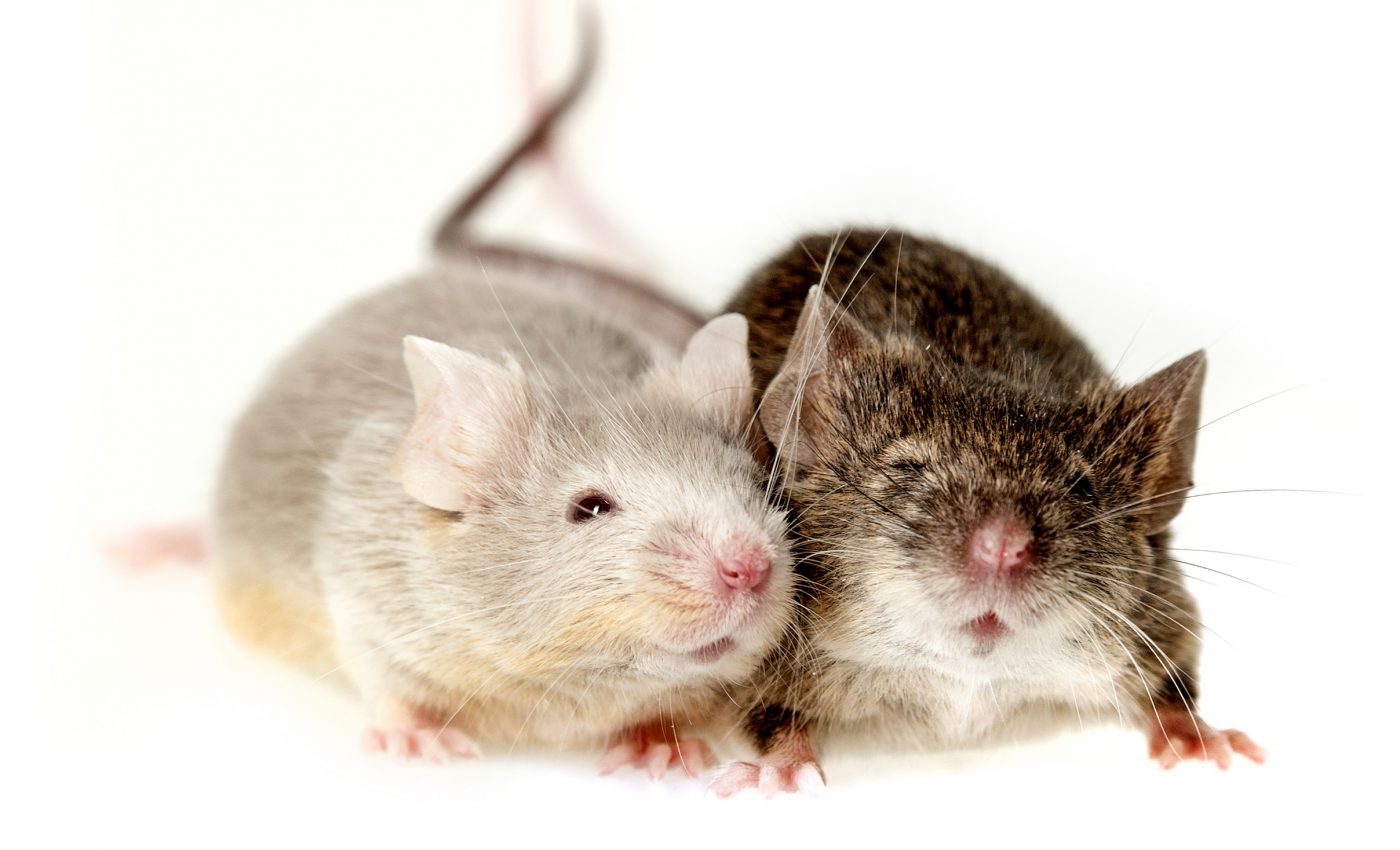 Some animals synchronize their brain activity during social interaction