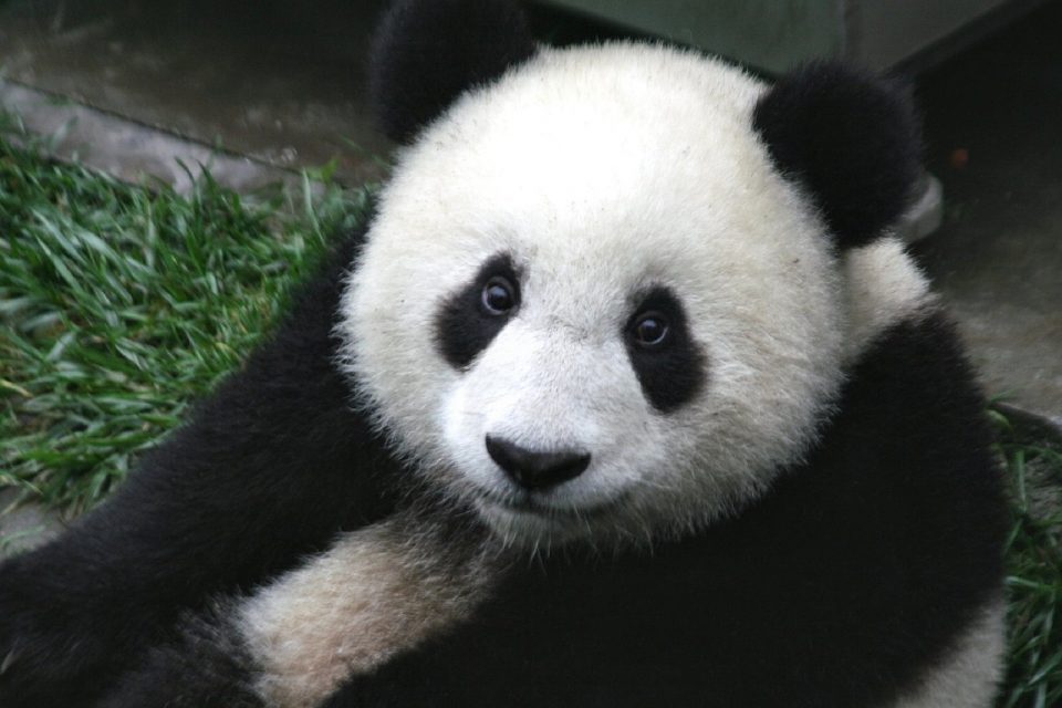 Why Are Pandas Endangered?