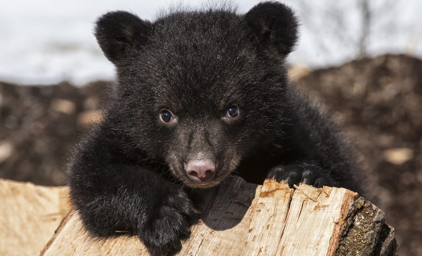 Taking selfies can put animals in danger by making them too comfortable