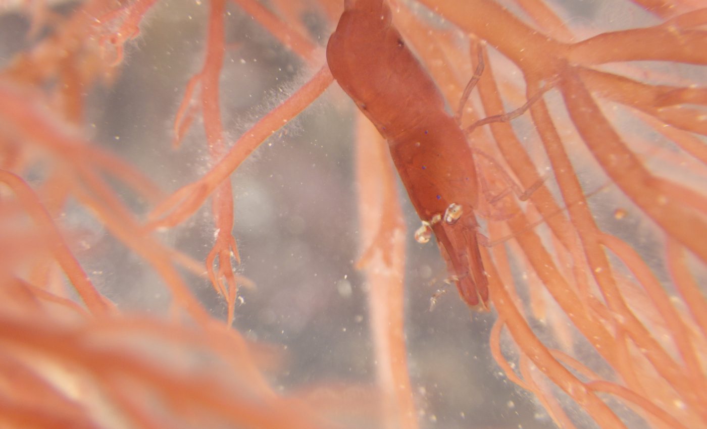 Chameleon prawns change colors based on the season
