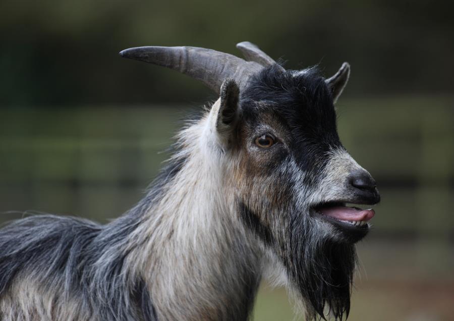 Goats can understand the emotions of other goats from their calls