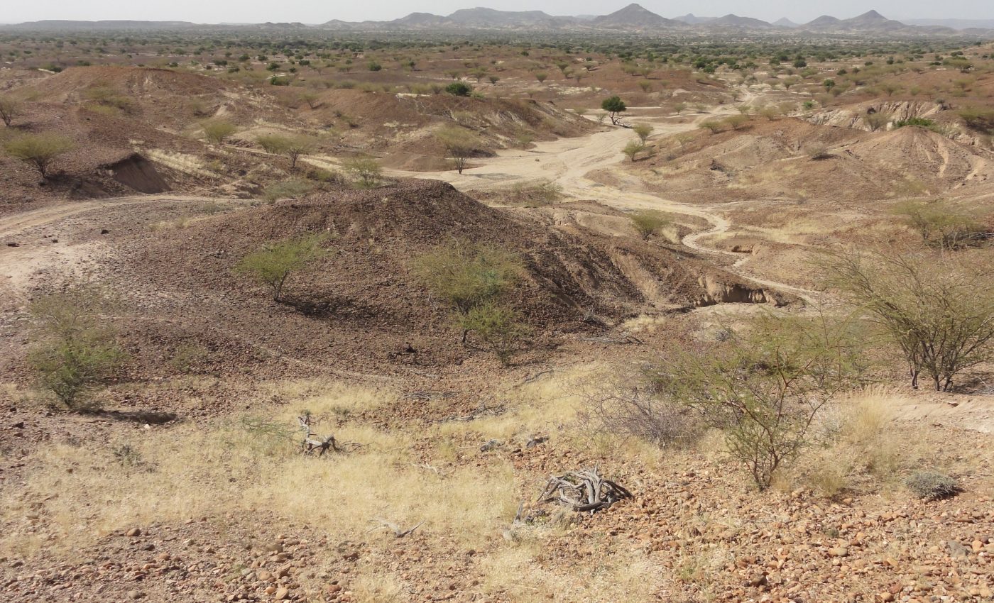 Fossil of a tiny monkey species found in Kenya