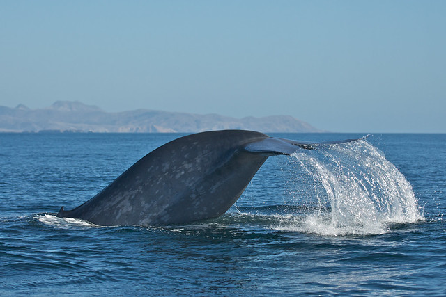 New model will help experts protect endangered blue whales