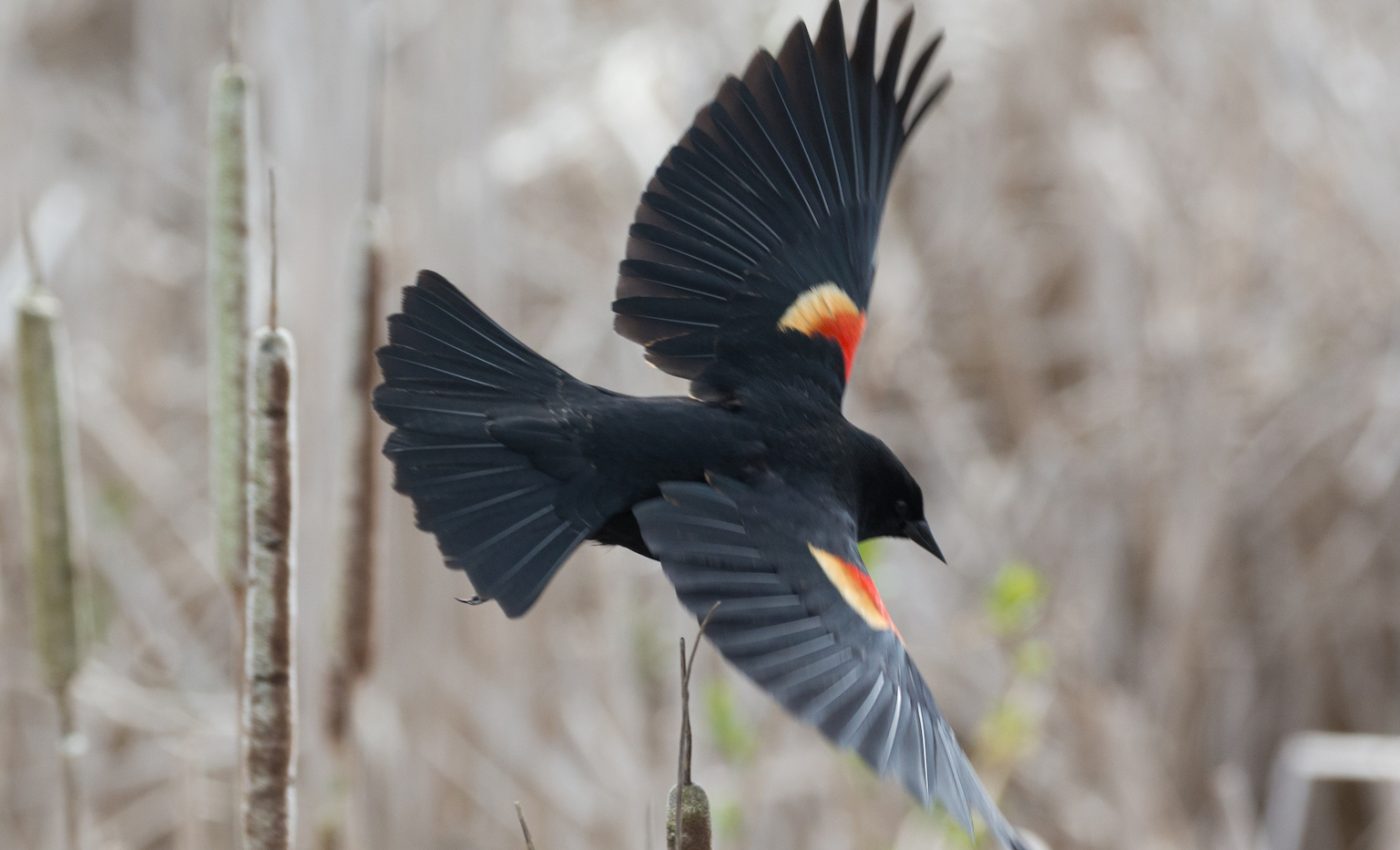 Red-wing blackbirds are sneak attacking Denver residents
