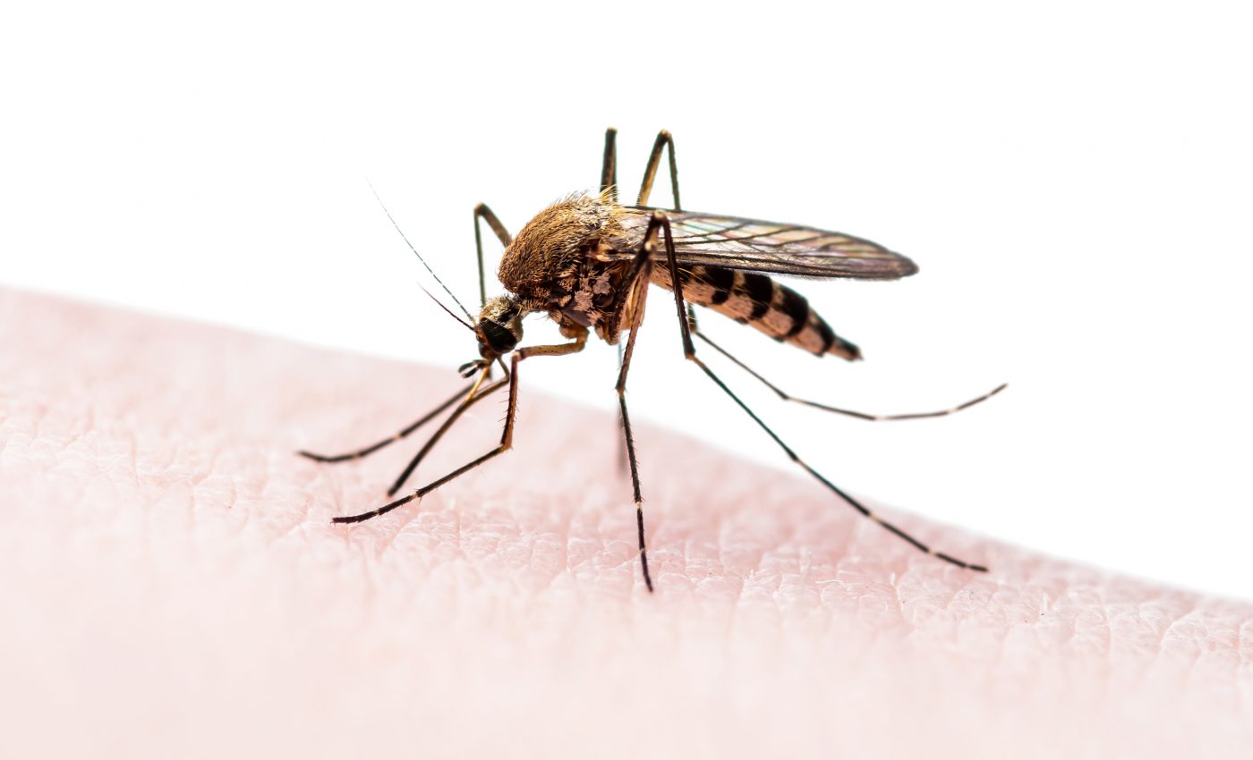 Scientists nearly eliminate disease-carrying mosquitoes with new technique