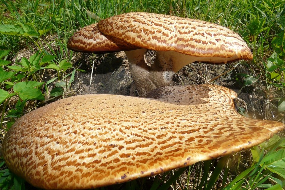 How To Start Mushroom Farming