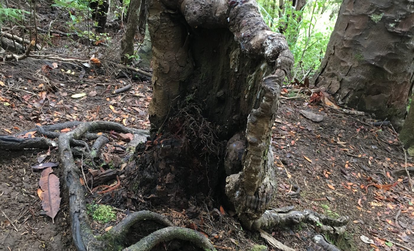 Trees in a forest ecosystem may be living as interconnected ‘superorganisms’