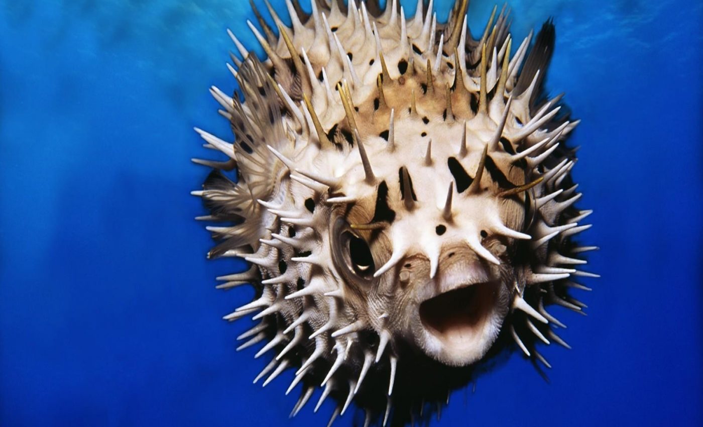Scientists uncover the genes that give pufferfish their protective spikes