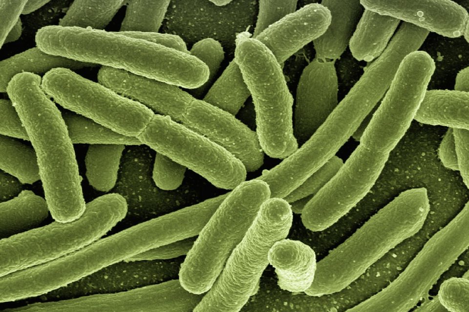 Most Deadly Diseases Caused by Bacteria