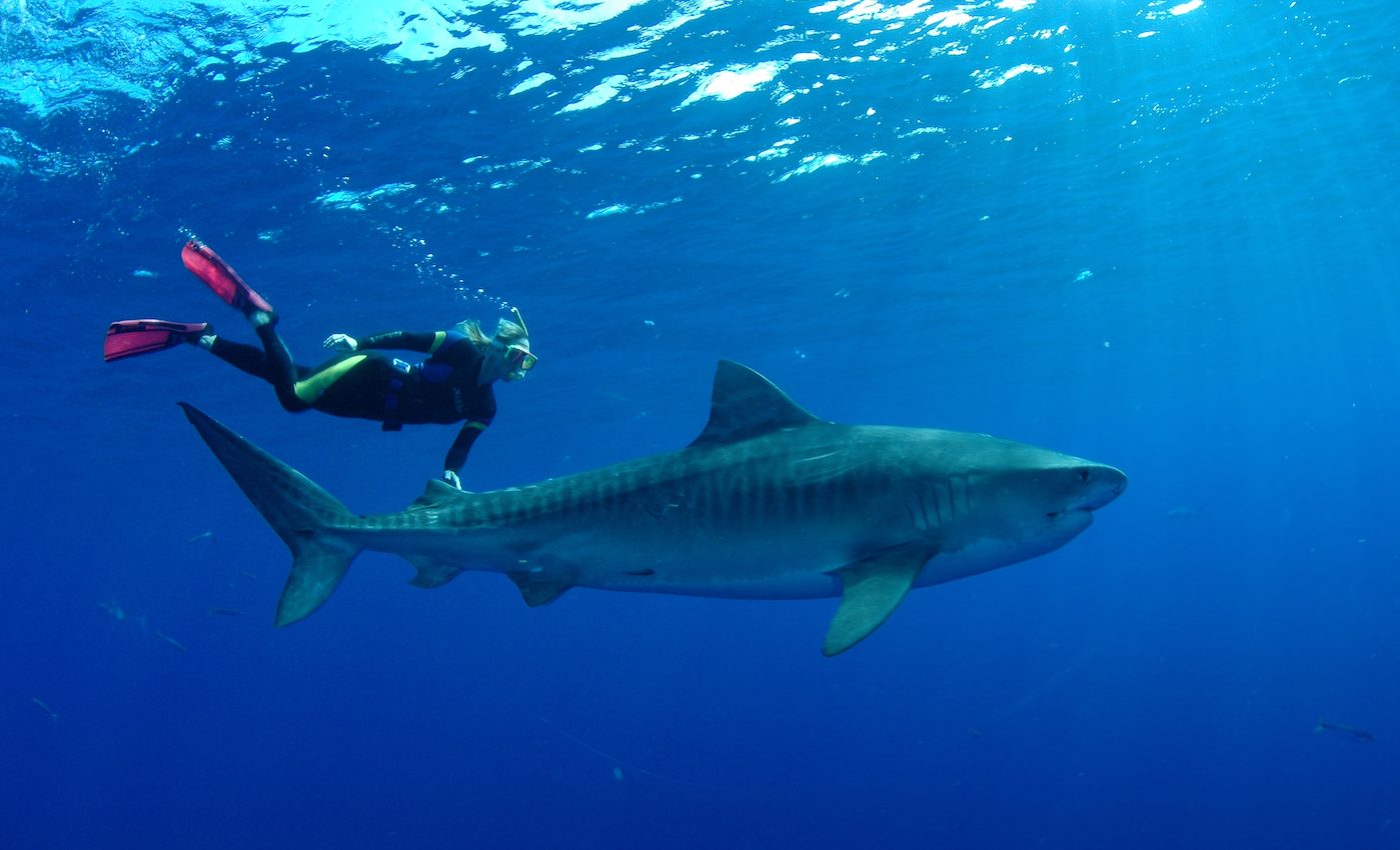 Why sharks are so important to global ecosystems