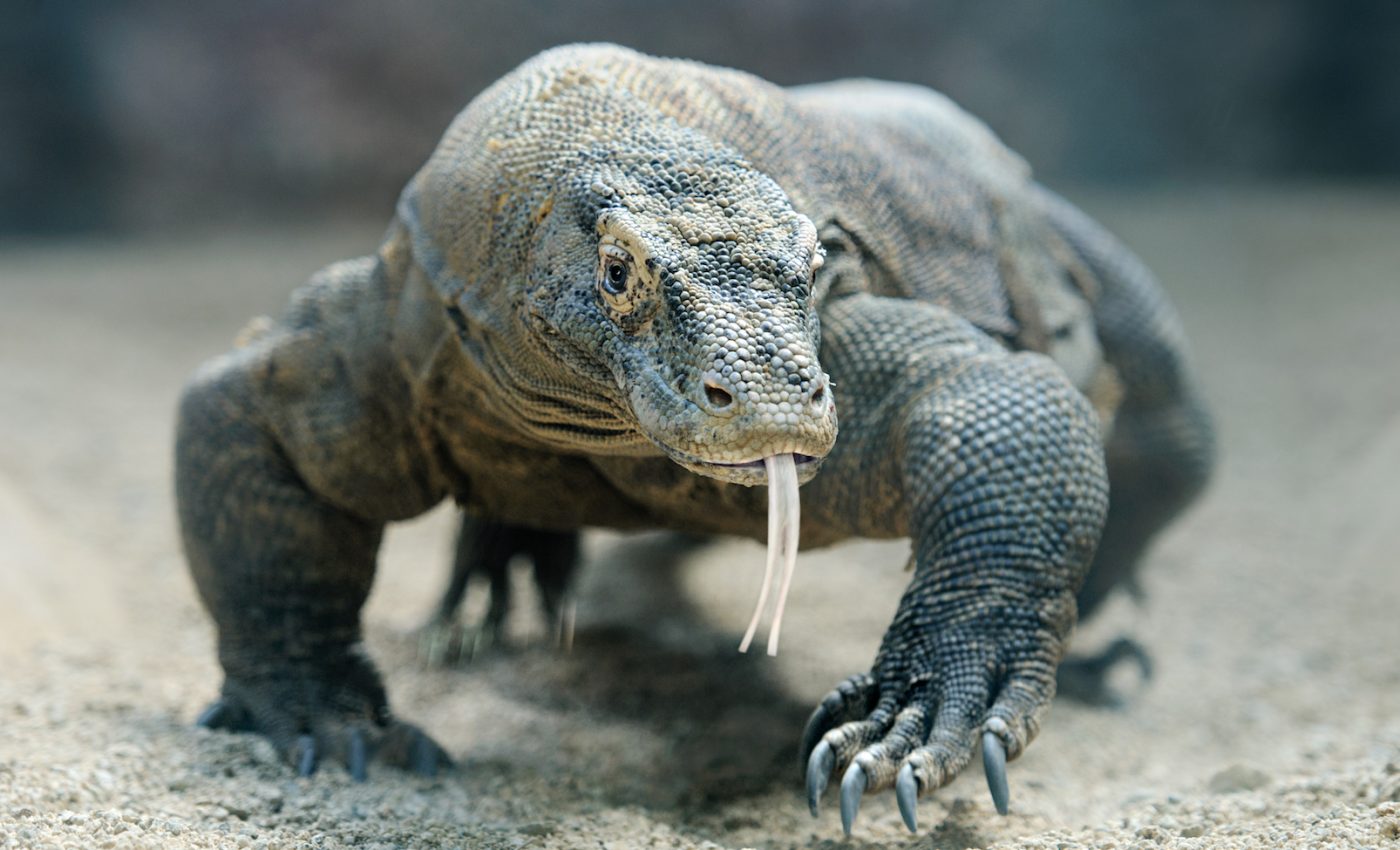 Scientists examine Komodo dragon DNA to find out what makes them unique
