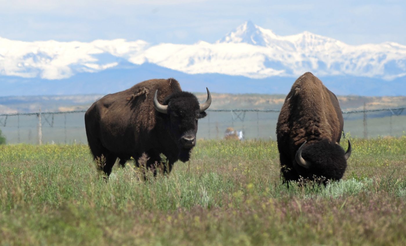 Wind River Reservation welcomes bison in historic exchange between tribes