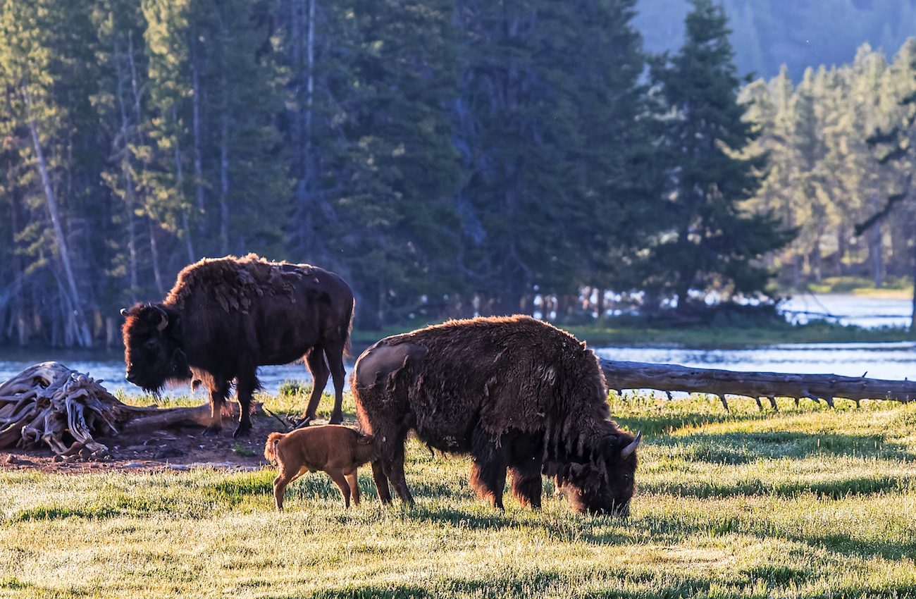 National Park Service issues warning after bison attacks child who got too close