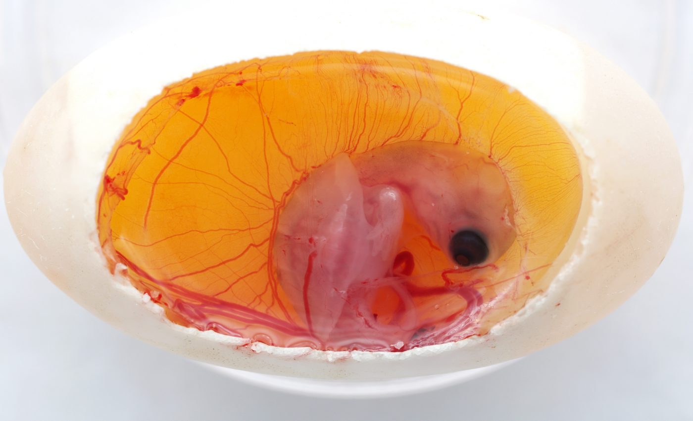 Turtle embryos have an ability to avoid extreme temperatures inside the egg