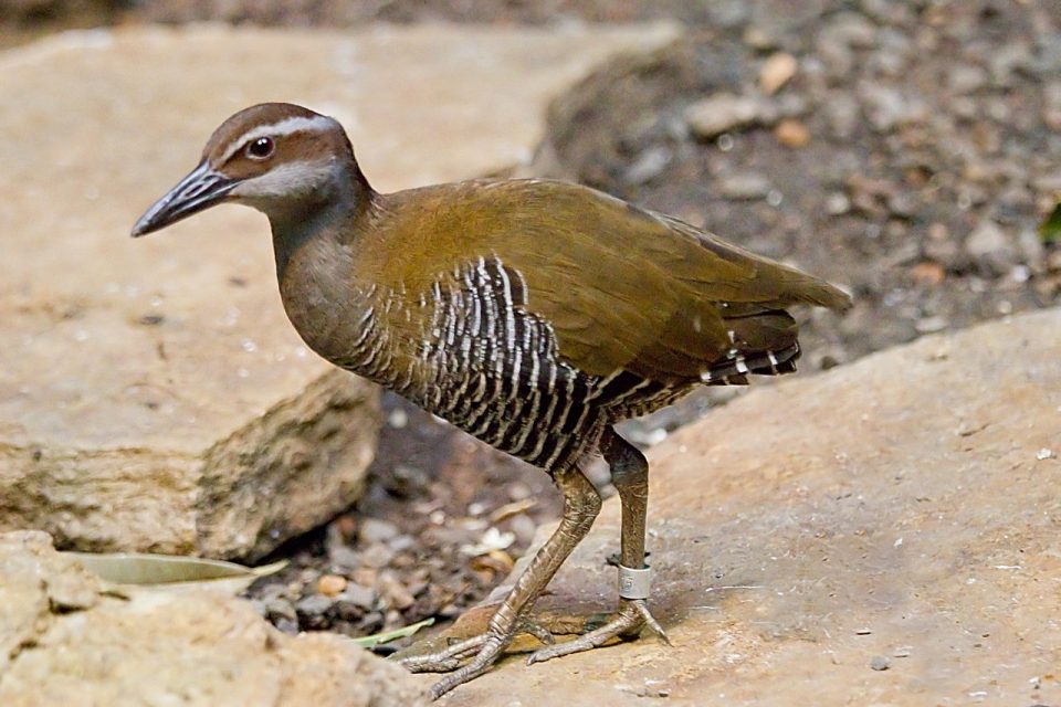 Top 7 Most Interesting State Birds