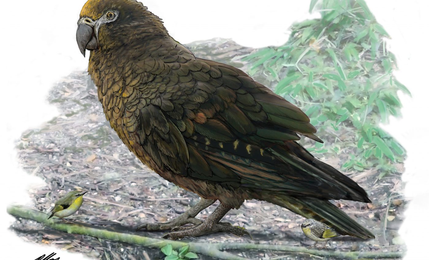 Paleontologists discover world’s largest extinct giant parrot in New Zealand