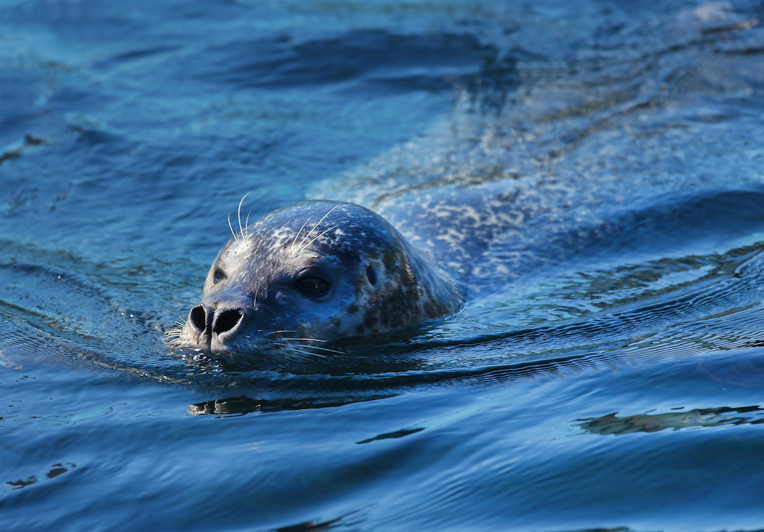 Wearable devices help researchers monitor the movement of harbor seals