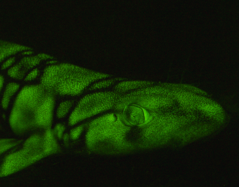 How some sharks emit a green glowing light