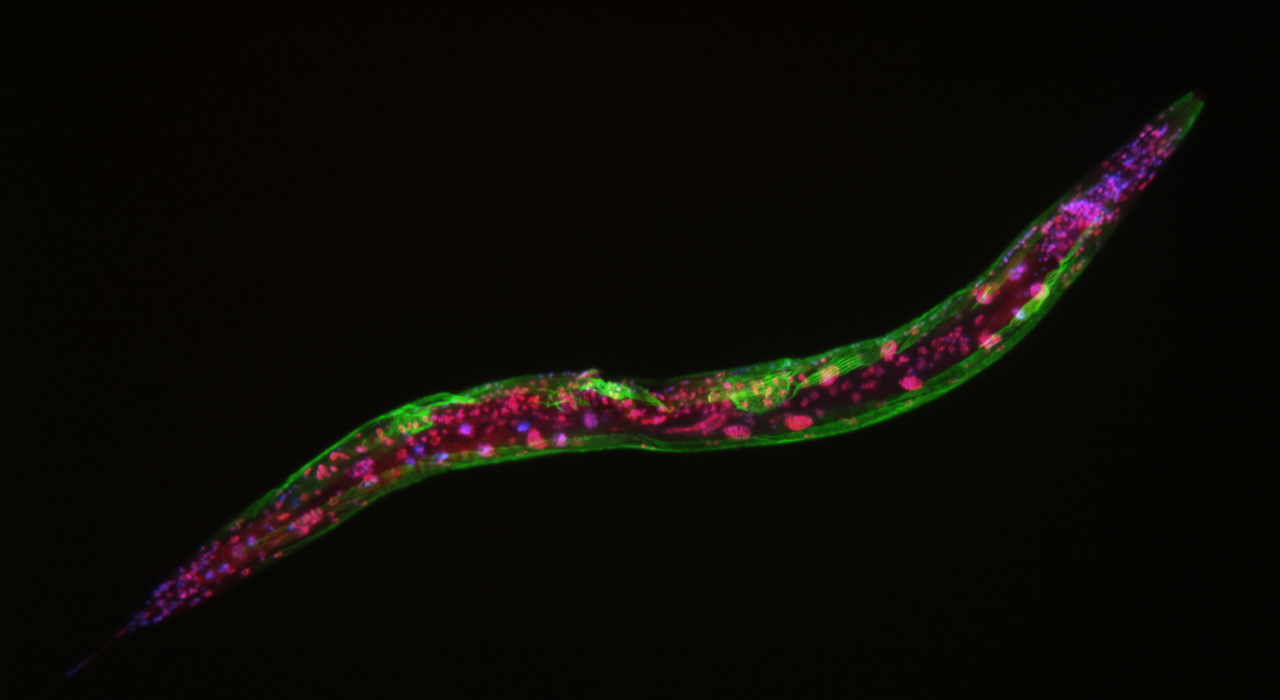 Experts identify a protein that may be the key to healthy aging