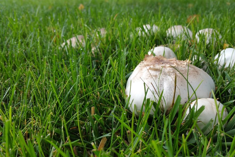 Common Types of Backyard Mushrooms