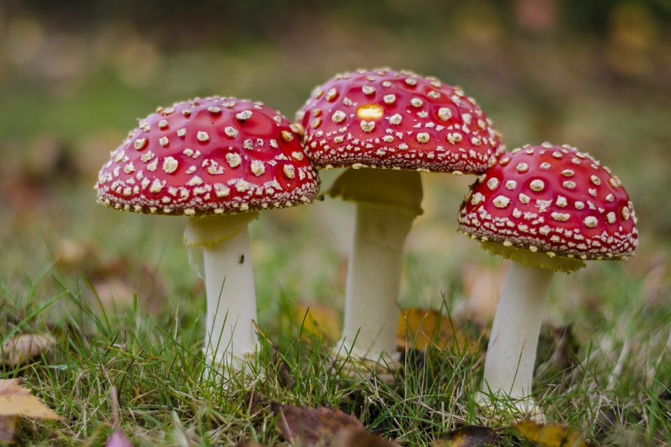 Do Fungi Have Cell Walls?