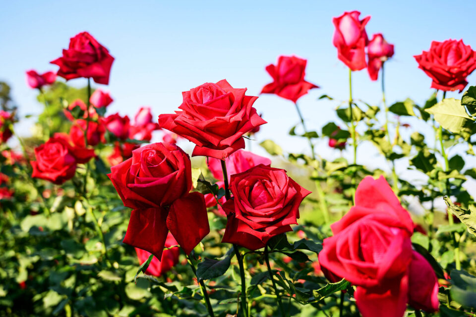 Why People Love Rose Flowers