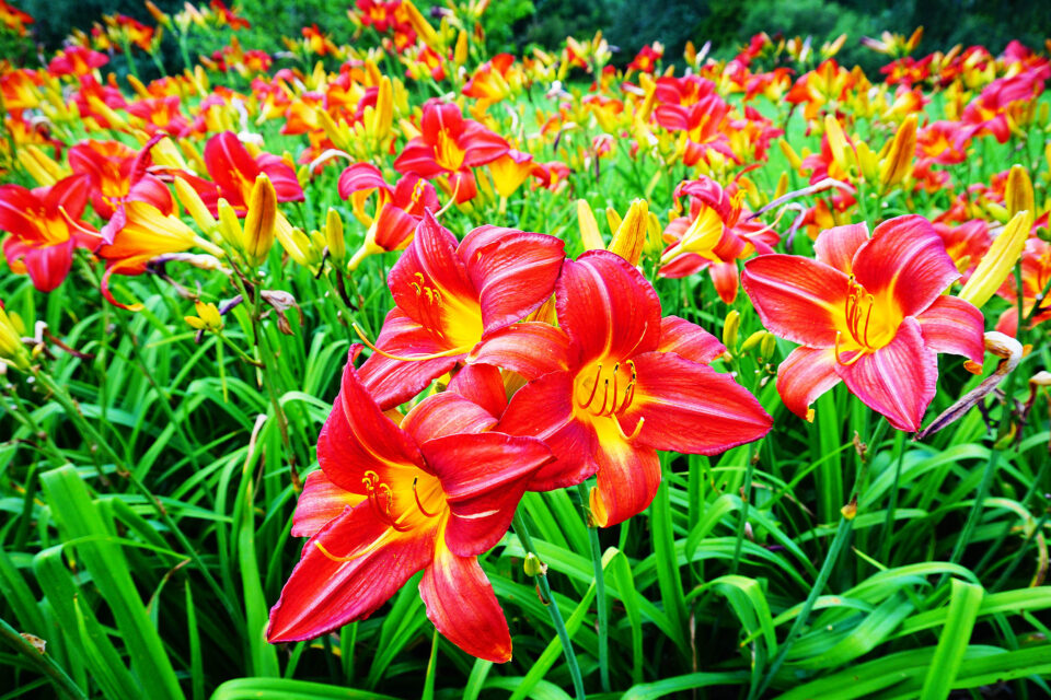 What's So Special About the Lily Flower?