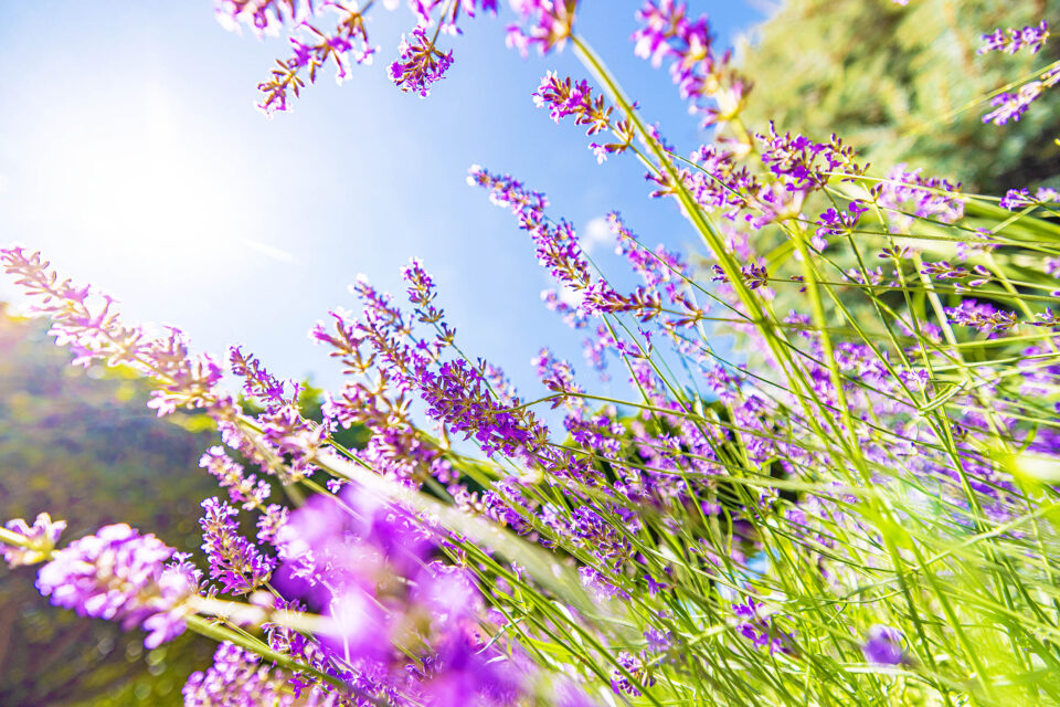 15 Healing Herbs You Can Grow At Home