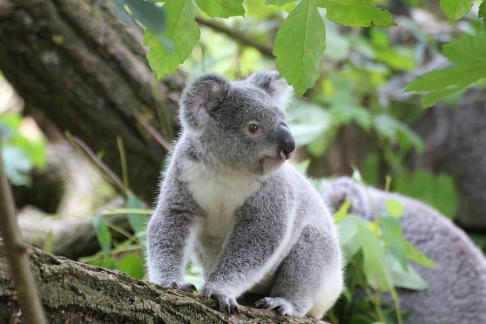 Can Sequencing the DNA of Every Living Creature Protect Biodiversity?